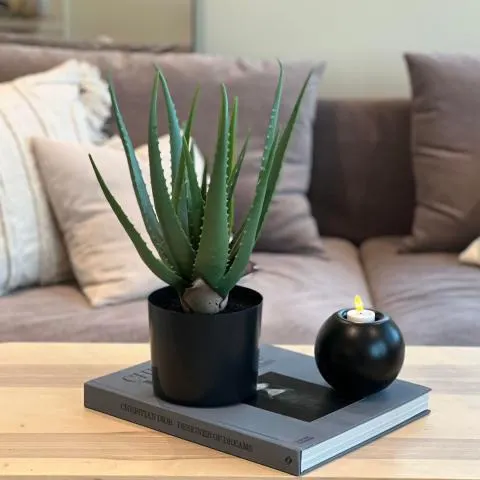 Aloe vera plante Grønn 46cm