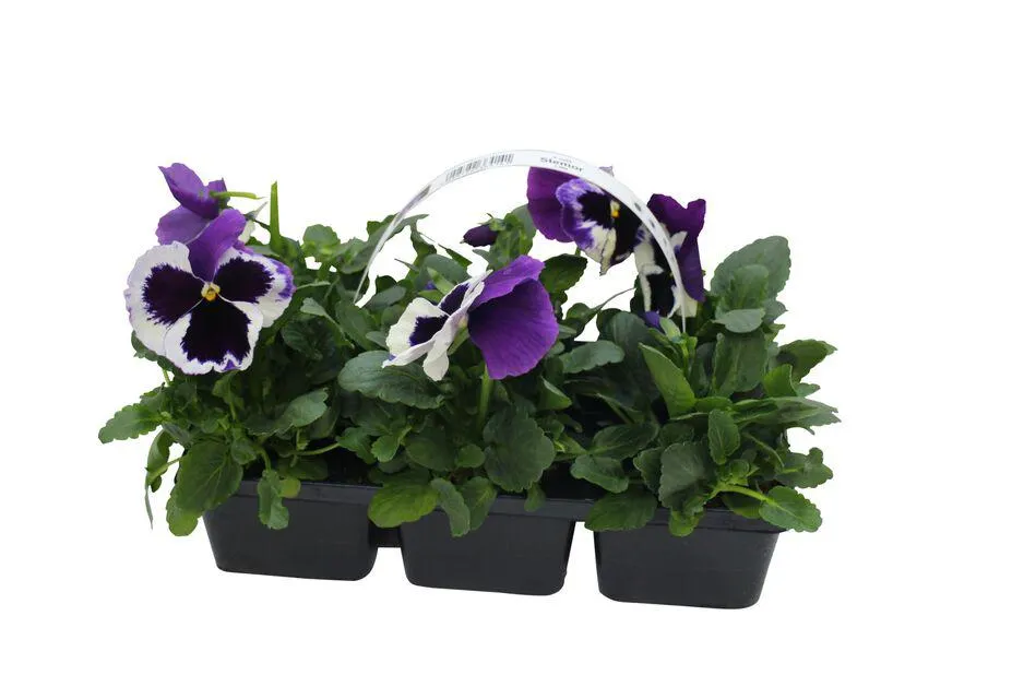 Stemor storblomstret