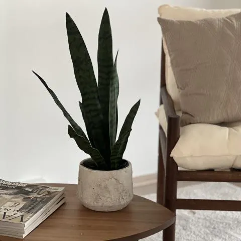 Svigemorstunge Grønn