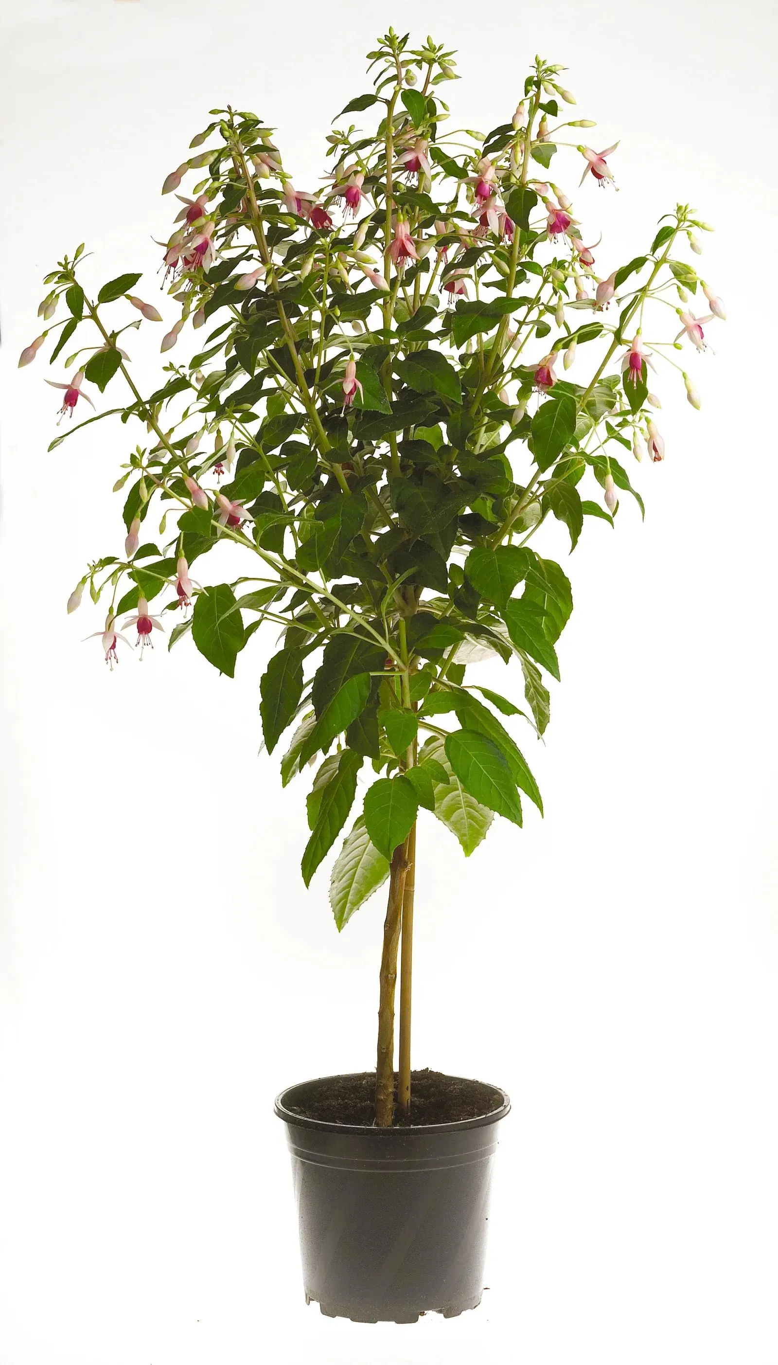 Fuchsia stem 19 cm