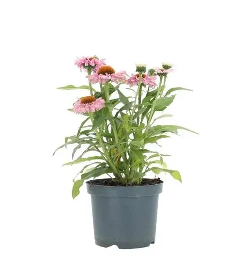 Echinacea Purpurea 'Light Pink'