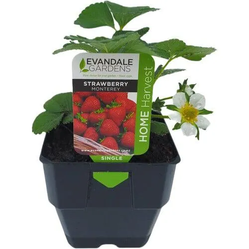Strawberry Single Monterey . 6 litre