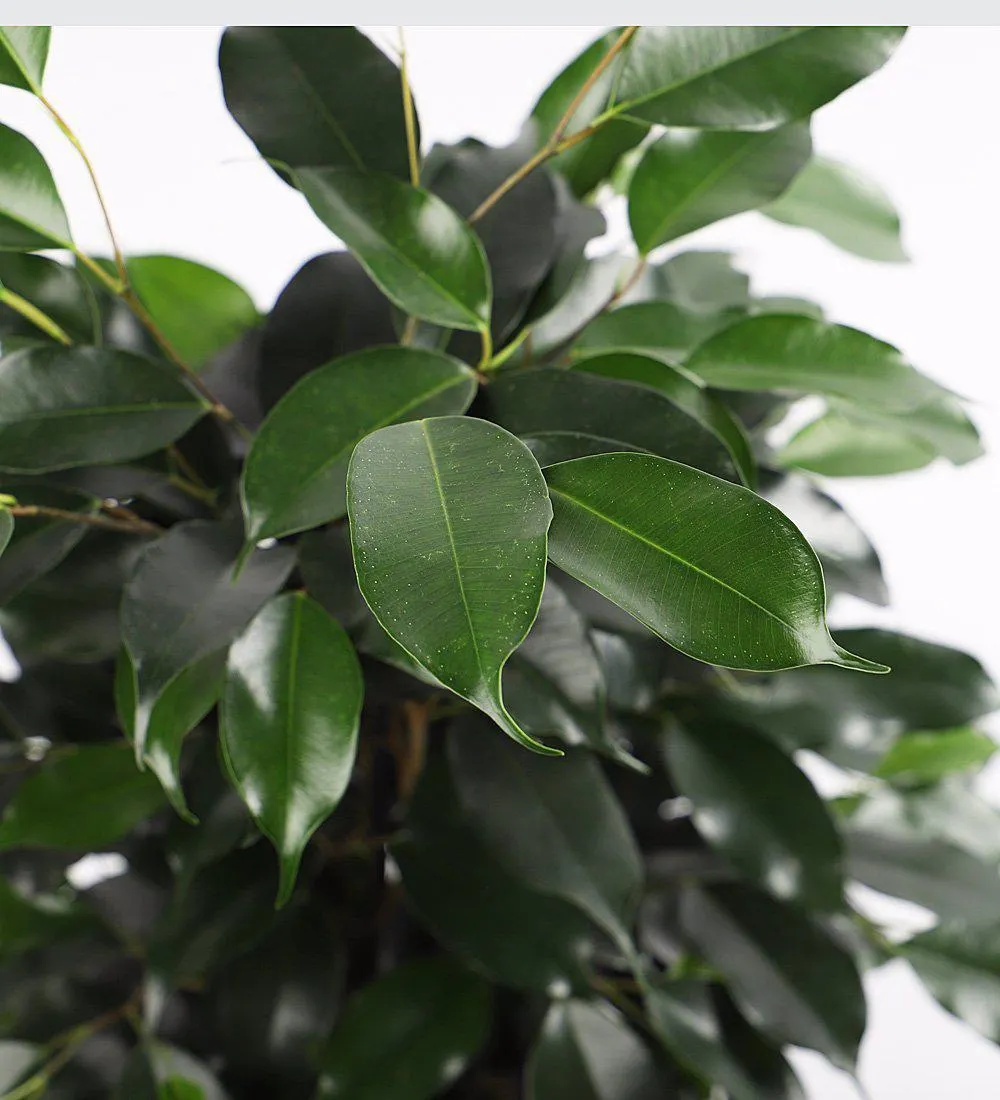 Ficus benjamina