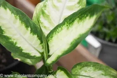 Dieffenbachia Camille