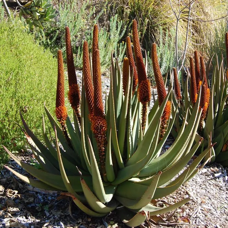 Cats Tail Aloe (Aloe castanea)