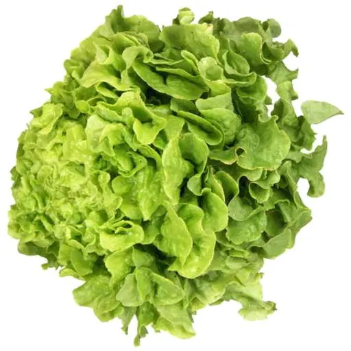Lettuce Fancy
