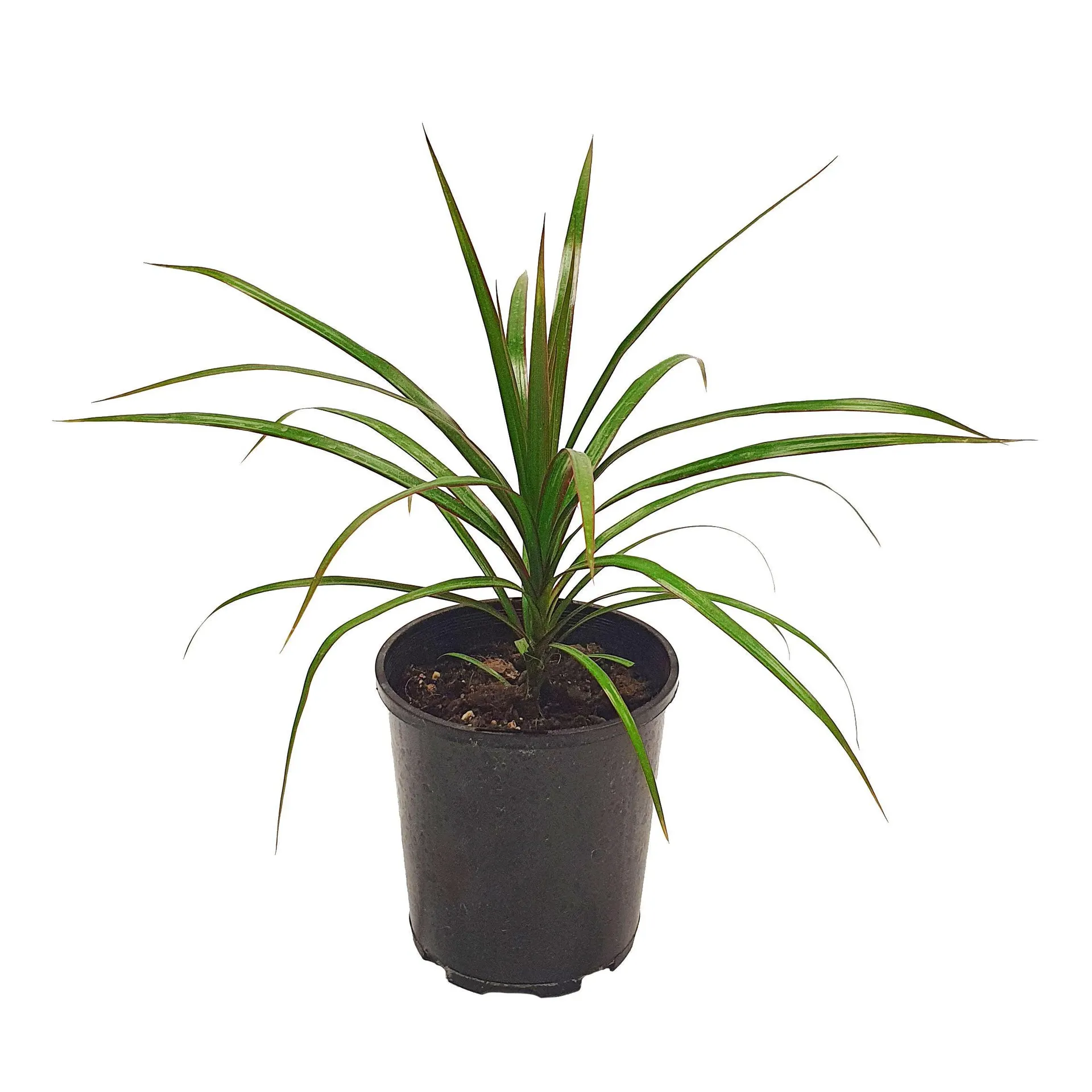 Dracaena marginata - 130mm