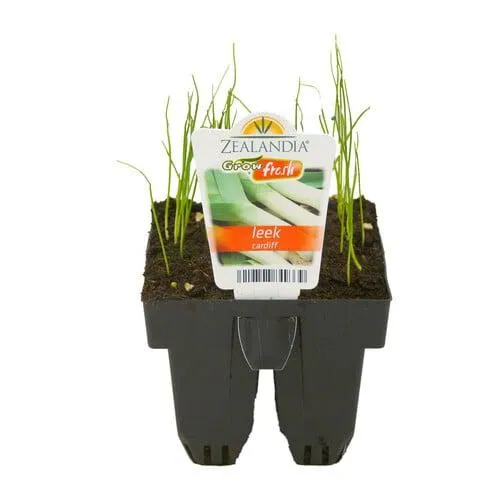 Leek Cardiff Pack of 6
