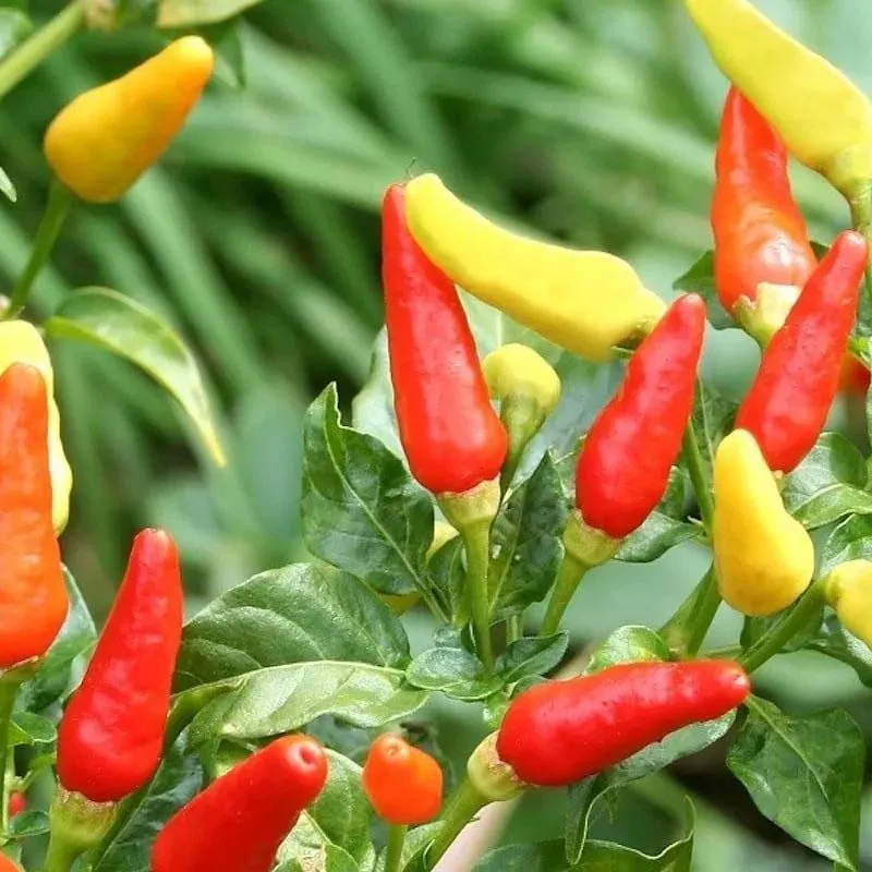 Chilli Tabasco - 12.5CM