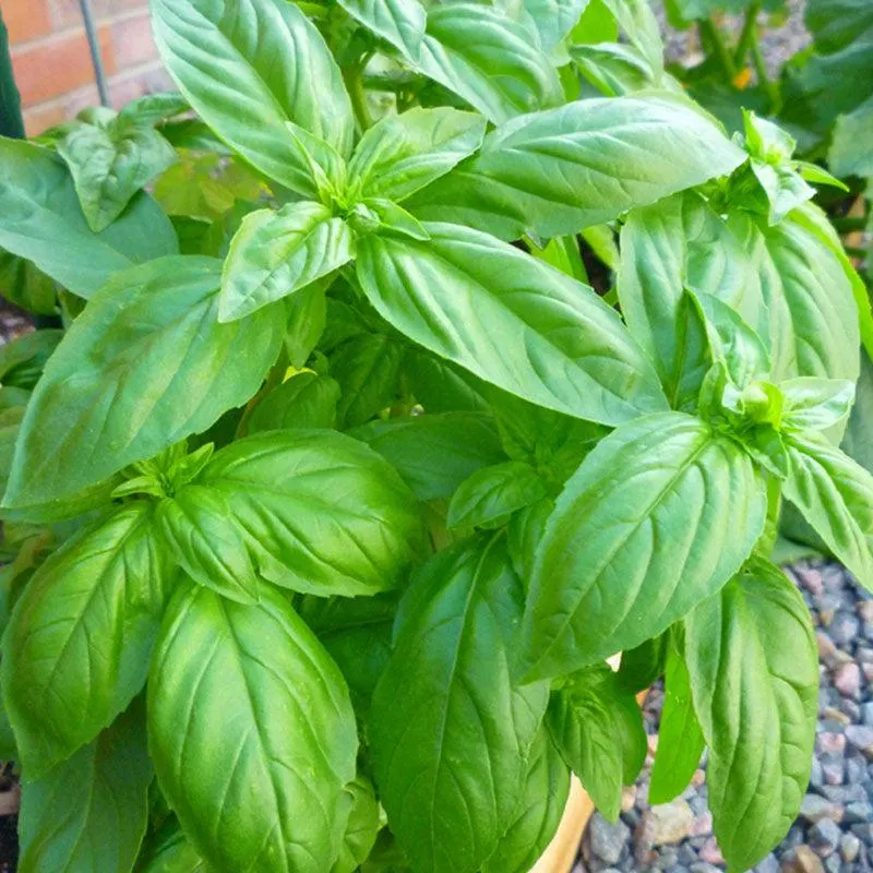 Basil Sweet Green Punnet