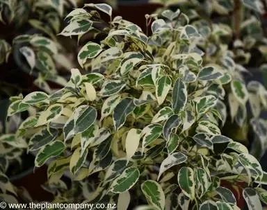 Ficus benjamina 'Starlight'