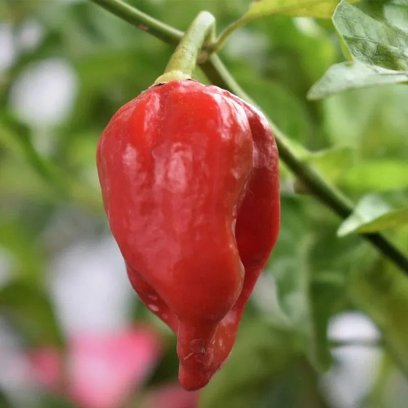 Chilli Habanero - 10CM