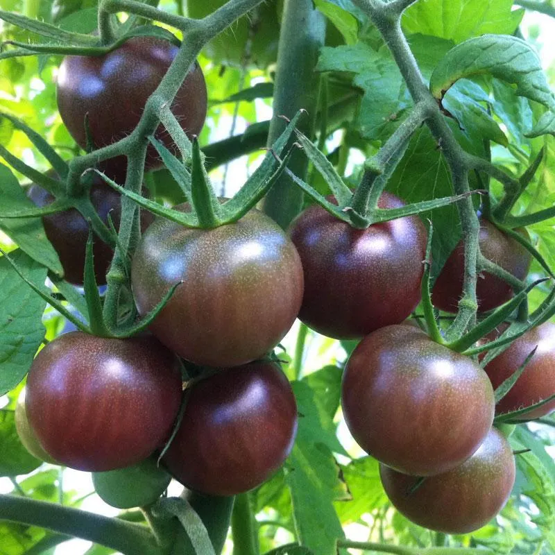 Tomato Black Cherry - 10CM