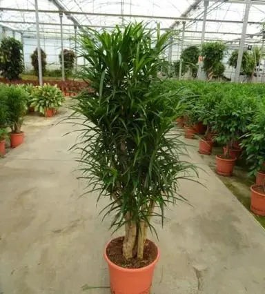 Dracaena 'Anita'