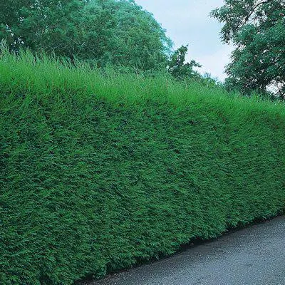 Cupressocyparis leylandii "Leighton's Green"