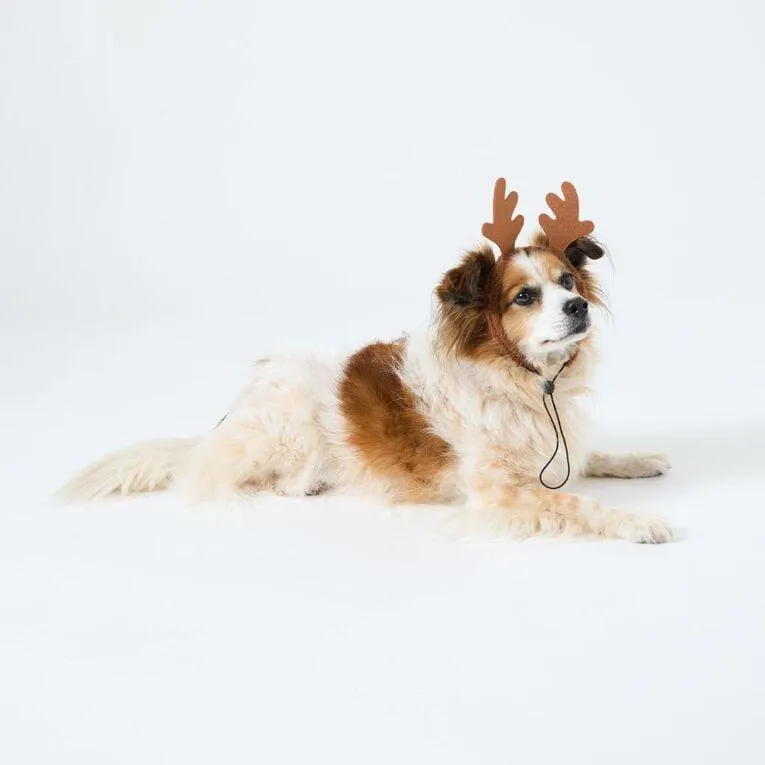 Wonderland Pet Headband Assorted