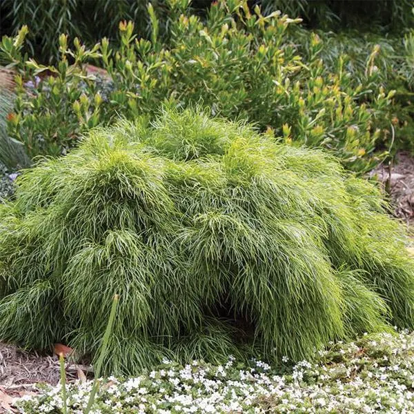 Acacia Limelight Pvr - 6L