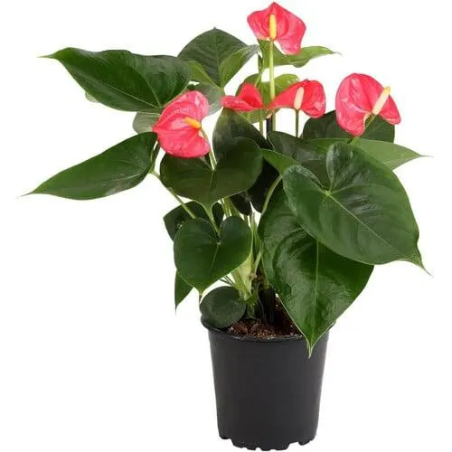Anthurium Arisa 12cm