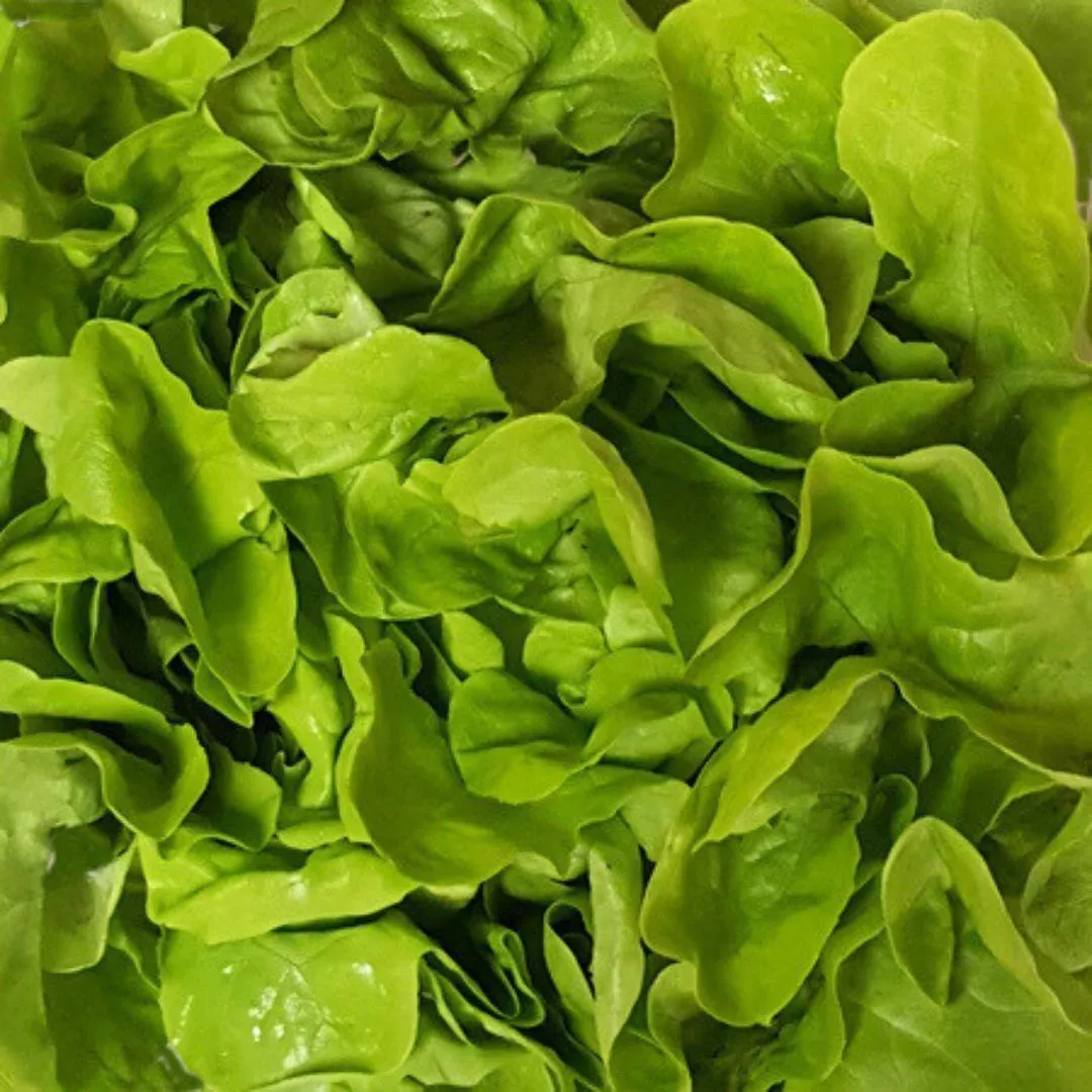 Lettuce (each)