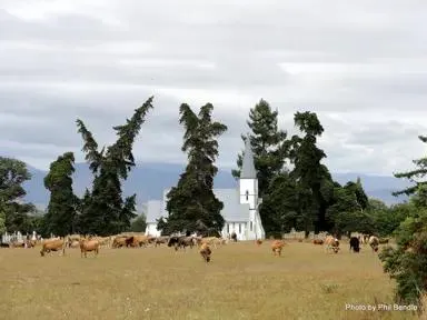 Cupressus sempervirens (Italian Cypress)