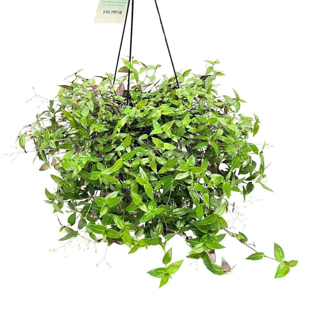 Bridal Veil Basket - 175mm