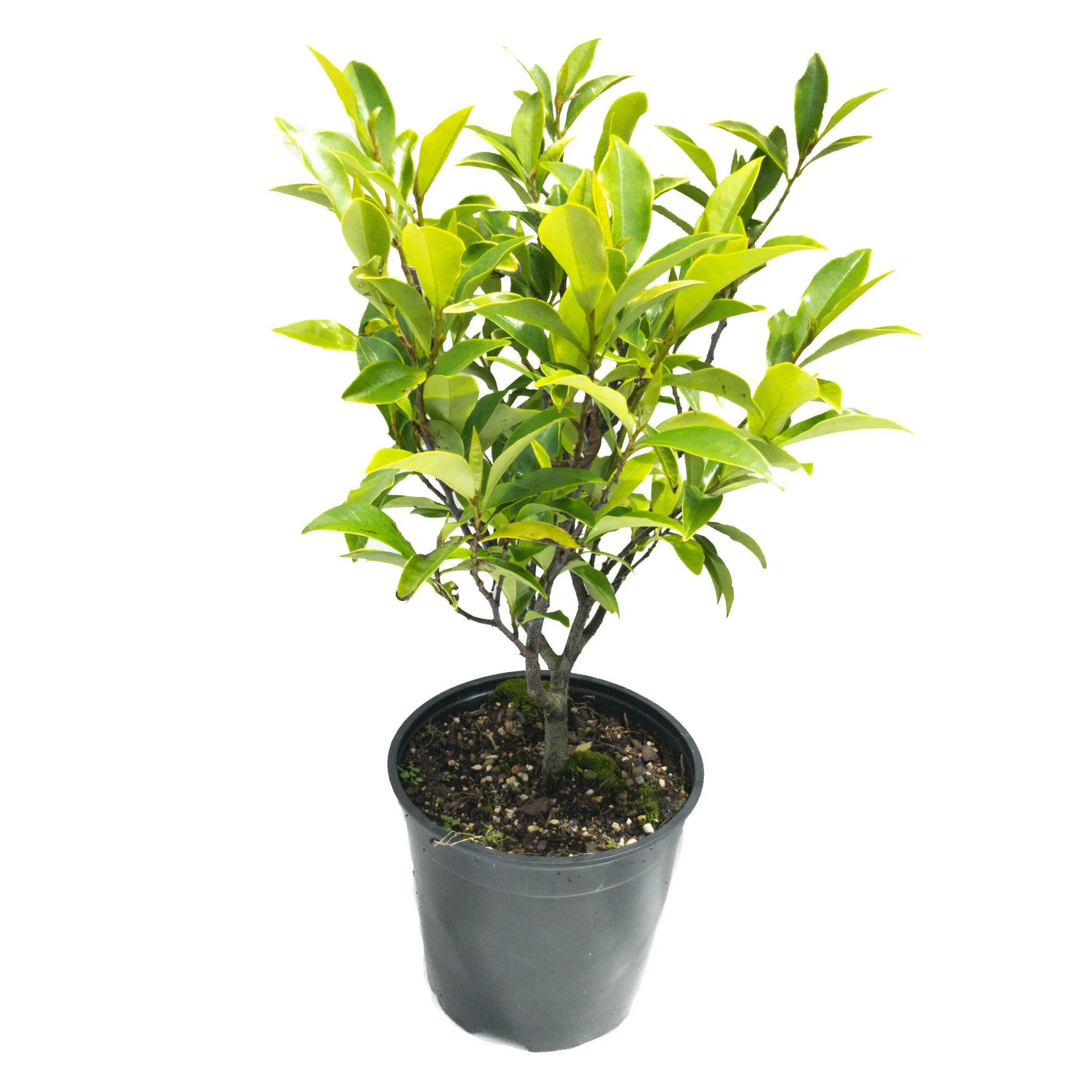 Our Top Colour Deals