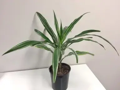 Dracaena 'Warneckii'