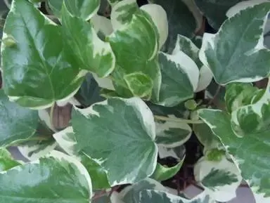 Hedera canariensis ‘Variegata’ (Variegated Ivy)