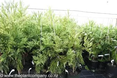 Cryptomeria japonica Egmont