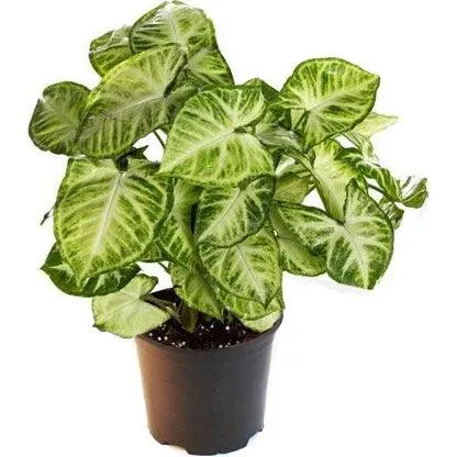 Syngonium (Arrow Head) - 130mm