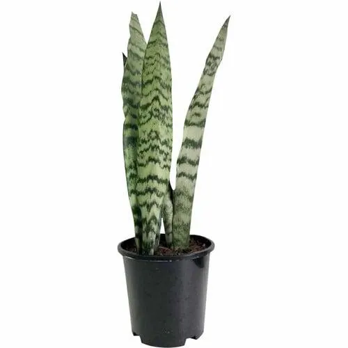 Sansevieria 15cm Black Coral