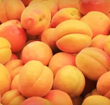 Apricot 'Clutha Gold'