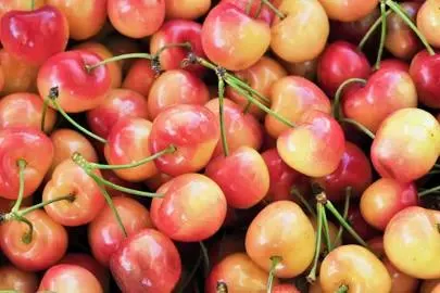 Rainier Cherry