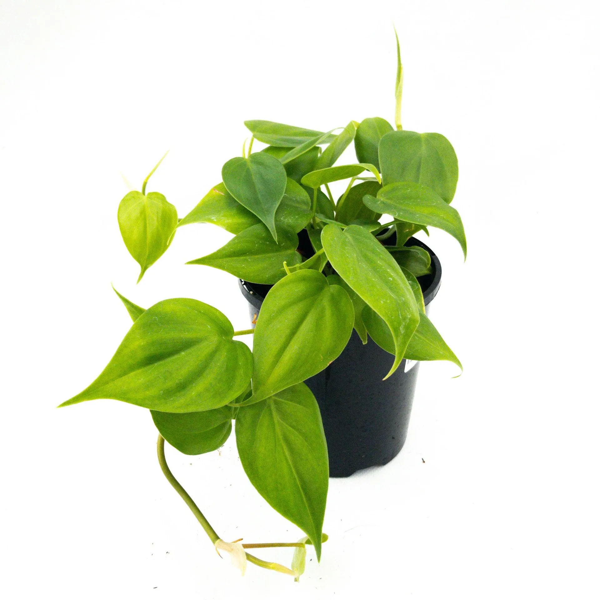 Philodendron hederaceum - 120mm