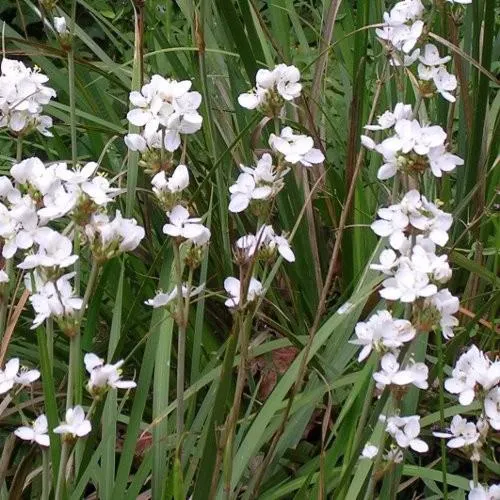 Chilean Iris (Libertia formosa)