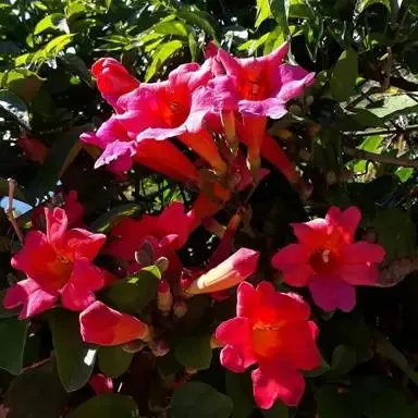 Phaedranthus buccinatorius