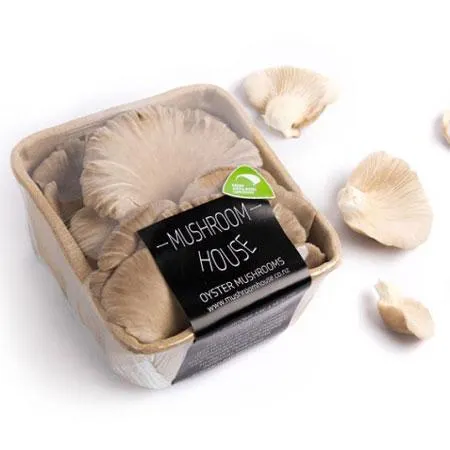 Oyster Mushrooms