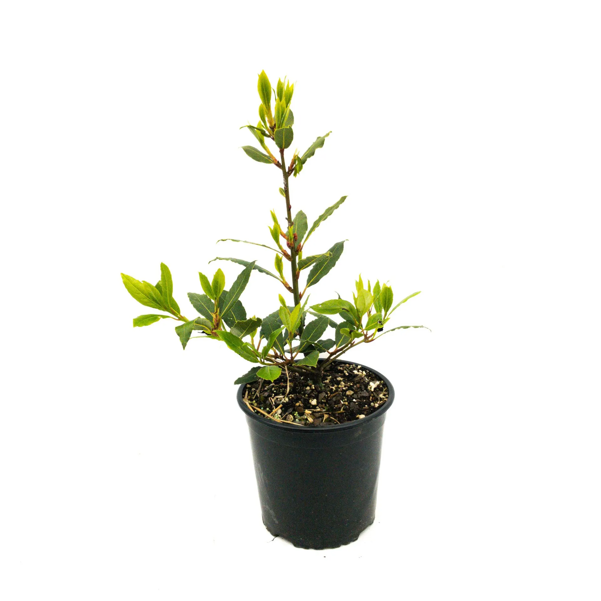 Laurus Nobilis - 2.5L