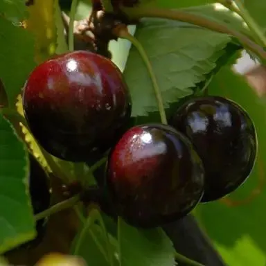 Stella Cherry – Self-Fertile Variety