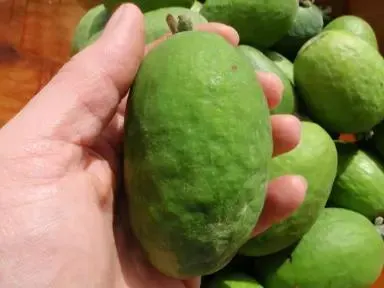 Feijoa Mammoth