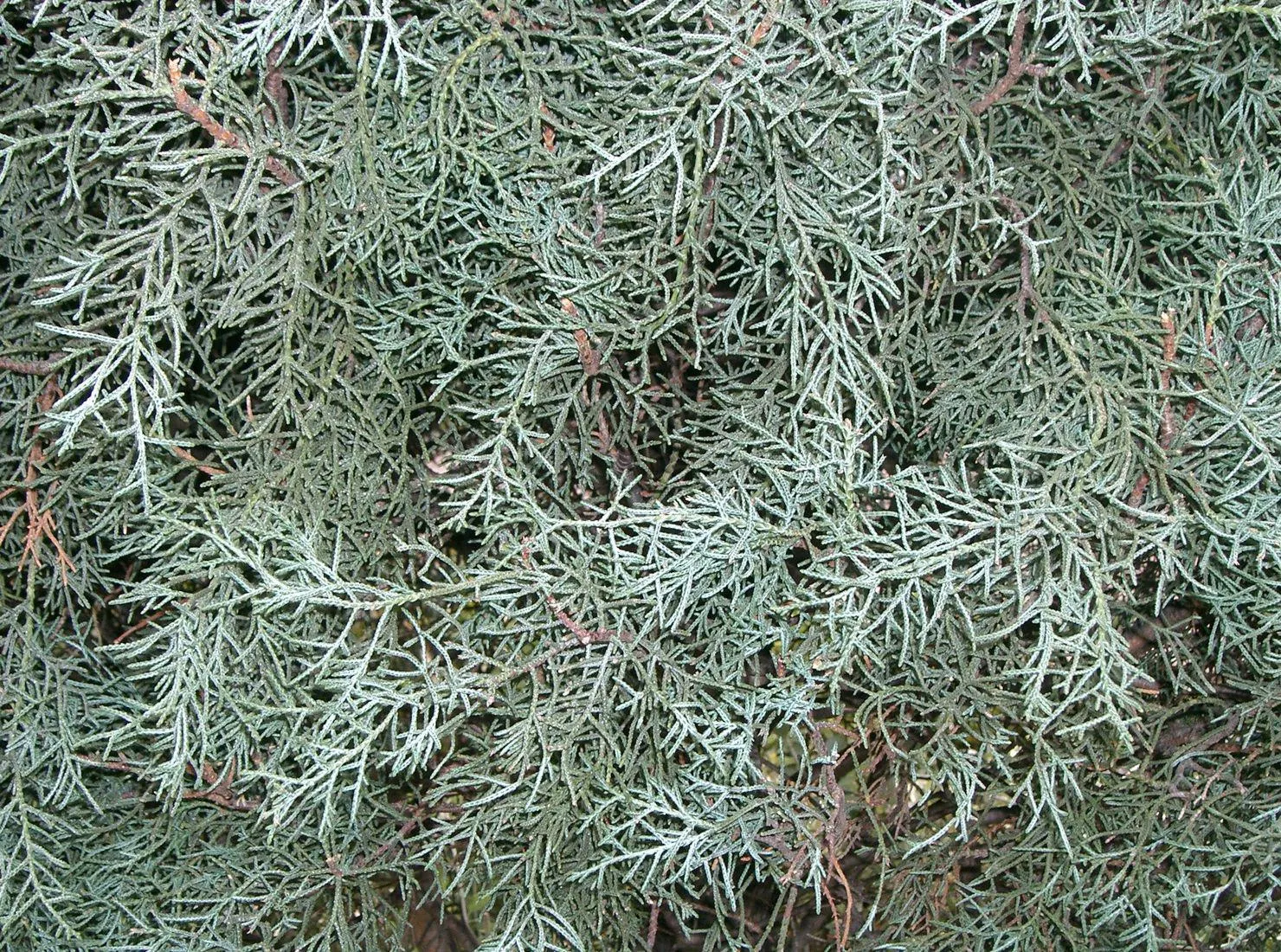 (Cupressus arizonica "Blue Ice")