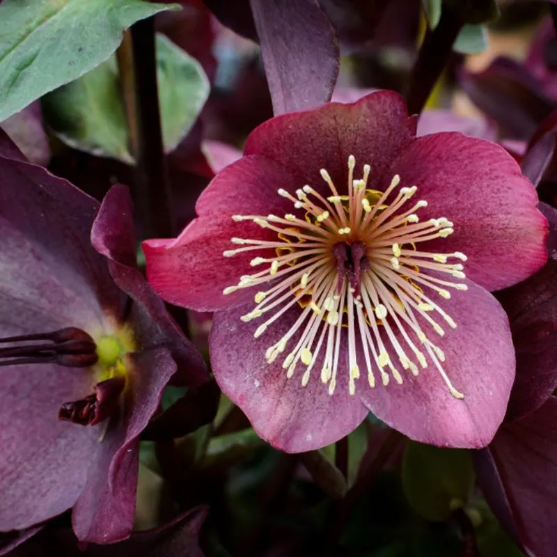 Helleborus Ice N Roses Red - 2.4L