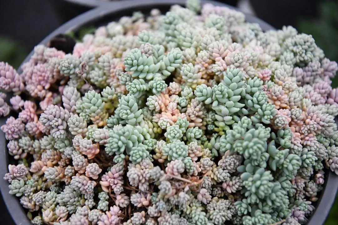 (Sedum dasyphyllum minor)