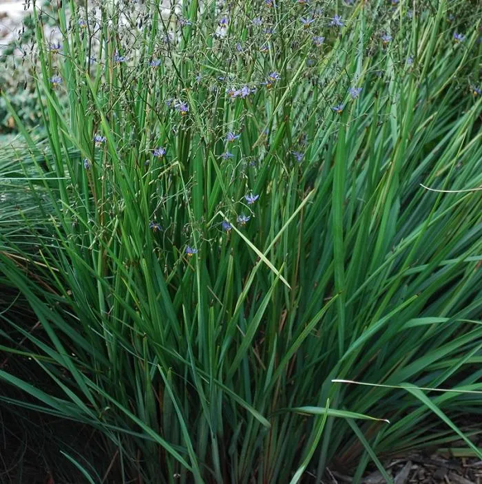 Dianella "Sea Spray"