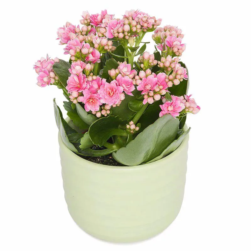 Kalanchoe "Pink"