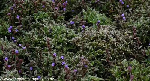 Cyanotis somaliensis