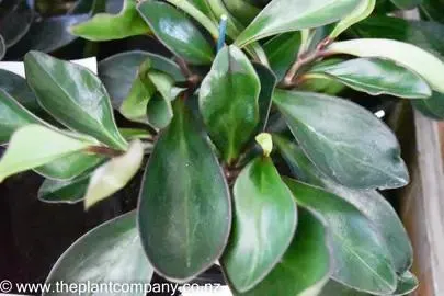 Peperomia clusiifolia