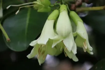 Tecomanthe speciosa (Three Kings Climber)