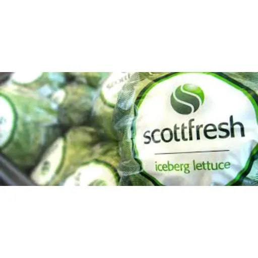 Lettuce Iceberg Wrapped