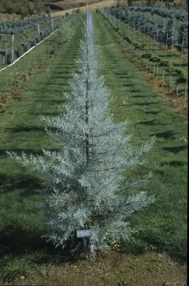 Cupressus Blue Ice
